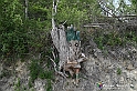 VBS_3299 - Mango (Cuneo) - Gnomovia